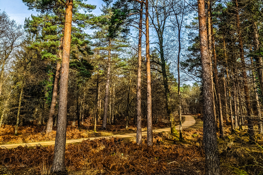 Heathland in the New Forest