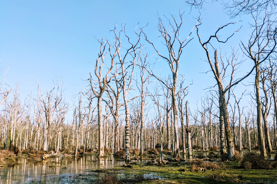 Bog in the New Forest